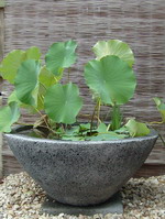large garden water bowl with plant on base, charcoal volcanic scoria finish