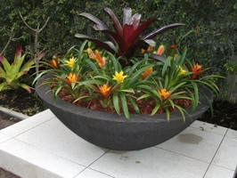 large outdoor planter bowl, black scoria lava stone finish, planted with spectacular bromeliads