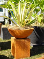 Semi formal finish bowl and plinth feature planter. Iron Verdi finish. plant in bowl is a fracea