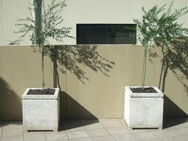 custom made large off white square planters for olive tree court yard, off white lava stone finish