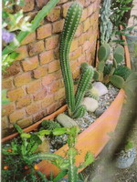 thin curved garden planters, aged terracotta semi formal finish