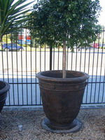 large tuscan planter pot, aged dark mottle tan semi formal finish on round plinth