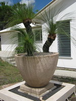 large off white volcanic lava stone feature pot with plant, off white finish on plinth