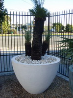 large white feature pot with plant, semi formal finish