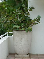 large off white lava stone feature pot with plant, off white finish on plinth