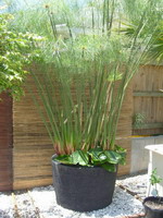 large wide black planter pot for big plants, palm pot or lotus pot, charcoal lava stone finish