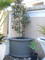 custom corner pot, charcoal semi formal finish